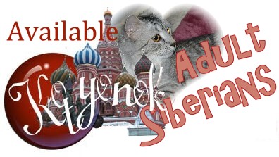 Available Adult Siberians for Sale