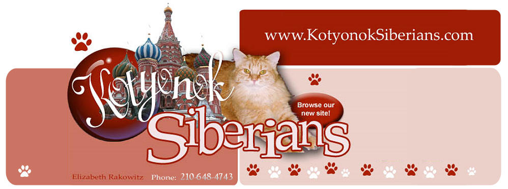 Kotyonok Siberians