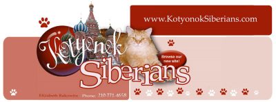 Kotyonok Siberians